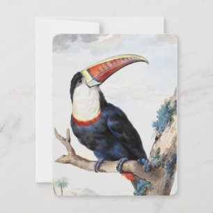 Roter Tucan (1748) von Aert Schouman Einladung