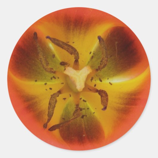 Roter Tulip Heart Sticker (Vorderseite)