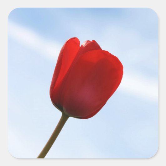 Roter Tulip Sticker (Vorderseite)
