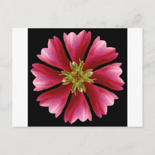 Roter Tulpenbaum Postkarte