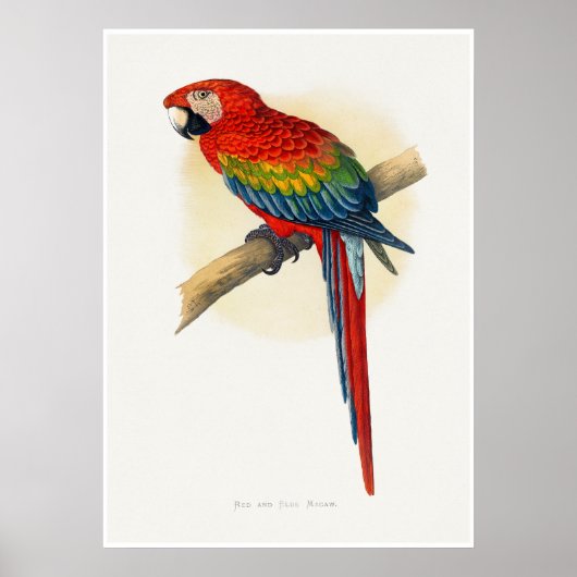 Roter und Blauer Ara Poster (Vorne)