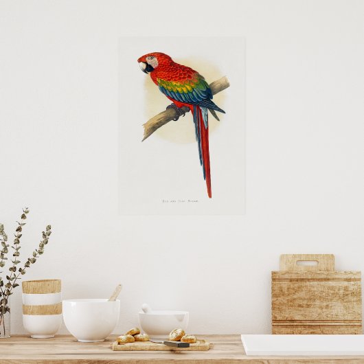 Roter und Blauer Macau (Ara macao) Poster (Küche)