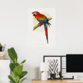 Roter und Blauer Macau (Ara macao) Poster (Heimbüro)