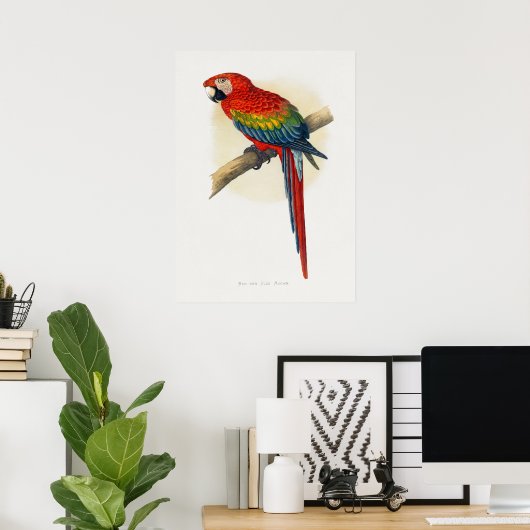Roter und Blauer Macau (Ara macao) Poster (Heimbüro)
