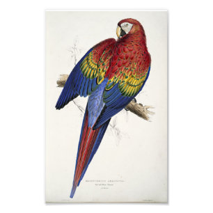Roter und gelber Ara Edward Lear Illustration Fotodruck