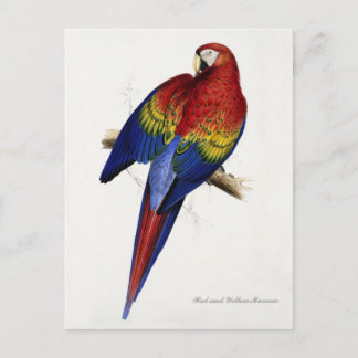 Roter und Gelber Ara Postkarte
