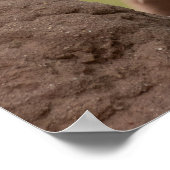 Roter und gelber Barbet auf Zweig Poster (Ecke)