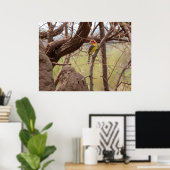 Roter und gelber Barbet auf Zweig Poster (Heimbüro)