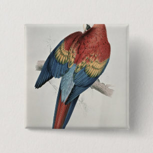 Roter und gelber Macaw Button