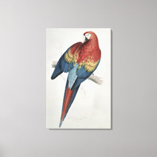 Roter und gelber Macaw Leinwanddruck