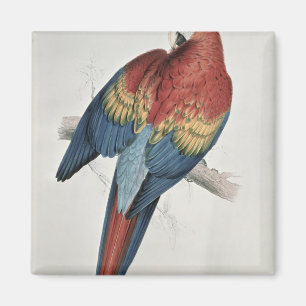 Roter und gelber Macaw Magnet