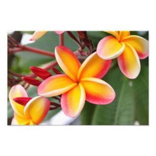 Roter und gelber Plumeria 3 Fotodruck
