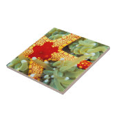 Roter und Gelber Seestern Fliese (Seite)