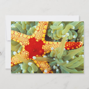 Roter und Gelber Seestern Karte