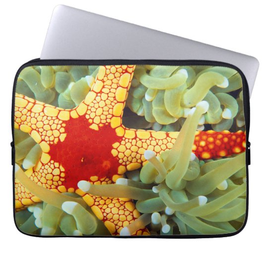 Roter und Gelber Seestern Laptopschutzhülle (Vorderseite)