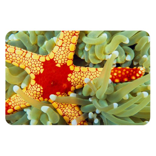 Roter und Gelber Seestern Magnet (Horizontal)