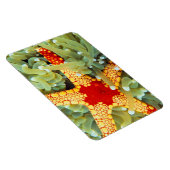 Roter und Gelber Seestern Magnet (Rechte Seite)