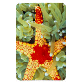 Roter und Gelber Seestern Magnet (Vertikal)