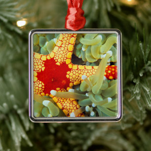 Roter und gelber Seestern Ornament Aus Metall