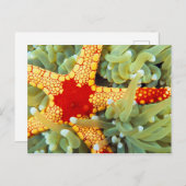 Roter und Gelber Seestern Postkarte (Vorne/Hinten)