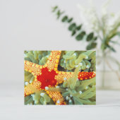 Roter und Gelber Seestern Postkarte (Stehend Vorderseite)