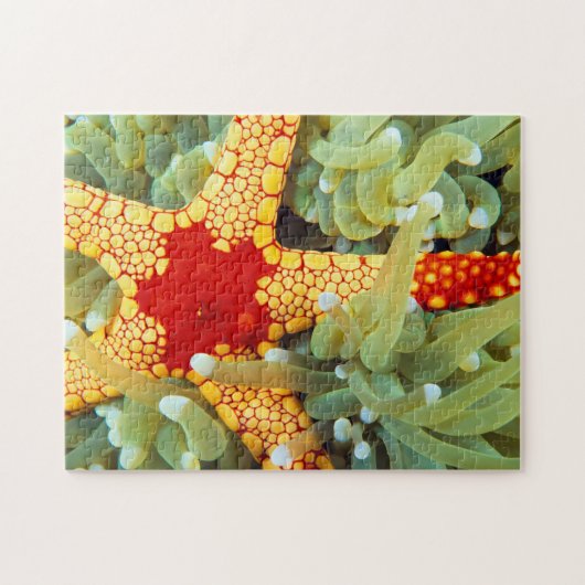 Roter und Gelber Seestern Puzzle (Horizontal)