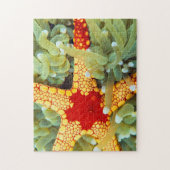 Roter und Gelber Seestern Puzzle (Vertikal)