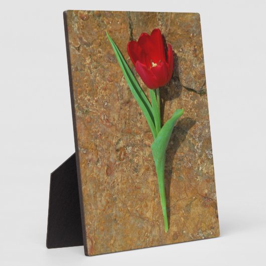 Roter und Gelber Tulip Fotoplatte (Seite)