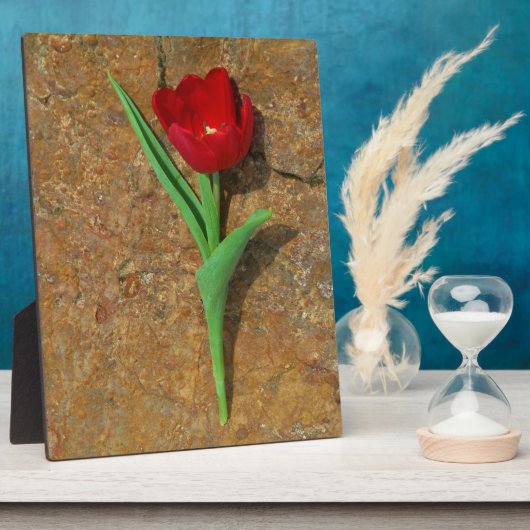 Roter und Gelber Tulip Fotoplatte (Seite)