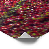 Roter und grüner Salat, Landkreis San Luis Obispo, Poster (Ecke)