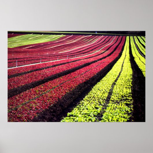 Roter und grüner Salat, Landkreis San Luis Obispo, Poster (Vorne)