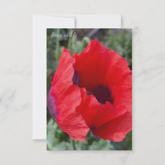 Roter und Lila Opiummohn Mitteilungskarte (Vorderseite)