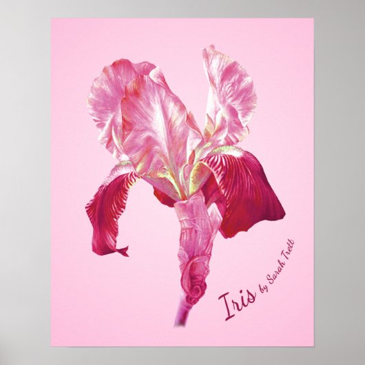 (Roter und rosa) Plakatdruck der Flaggen-Iris Poster (Vorne)