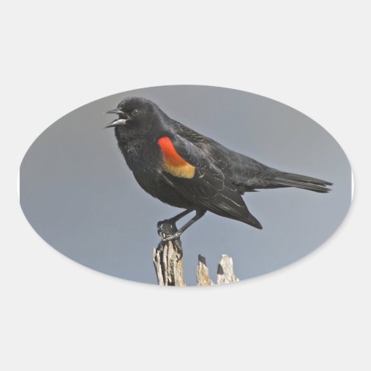 Roter Vogel Ovaler Aufkleber (Vorderseite)