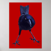 Roter Vogel Poster (Vorne)