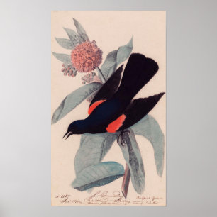 Roter Vogelschwarz von John James Audubon Poster