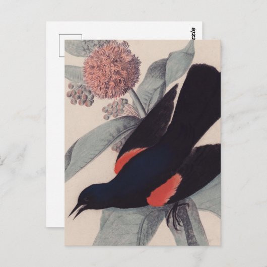 Roter Vogelschwarz von John James Audubon Postkarte (Vorne/Hinten)
