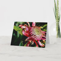 Roter Waratah