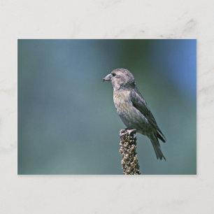 Roter Wechsel Postkarte