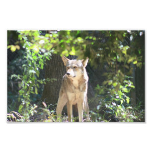 Roter Wolf Fotodruck
