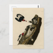 Roter Woodpecker - Audubons Vögel von Amerika Postkarte (Vorne/Hinten)