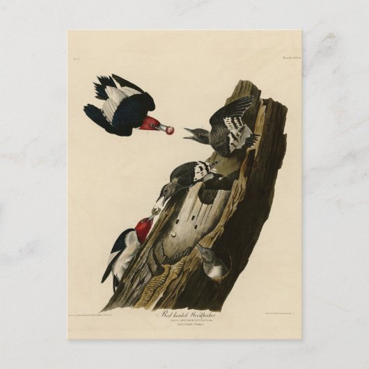 Roter Woodpecker - Audubons Vögel von Amerika Postkarte (Vorderseite)
