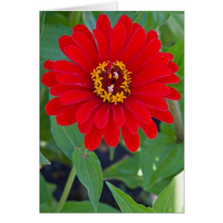 Roter Zinnia