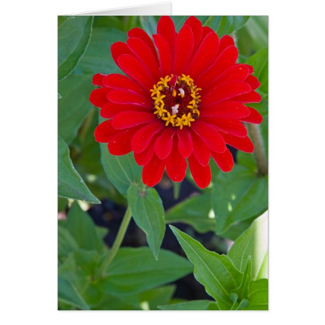 Roter Zinnia 2 (Vorne)