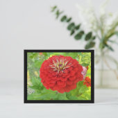 Roter Zinnia Postkarte (Stehend Vorderseite)