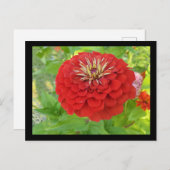 Roter Zinnia Postkarte (Vorne/Hinten)