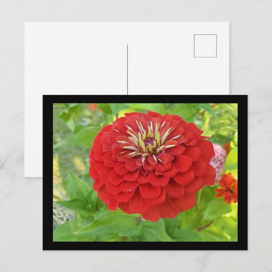 Roter Zinnia Postkarte (Vorne/Hinten)