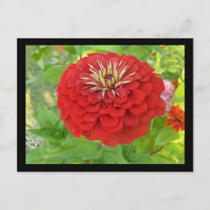 Roter Zinnia Postkarte