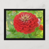 Roter Zinnia Postkarte (Vorderseite)