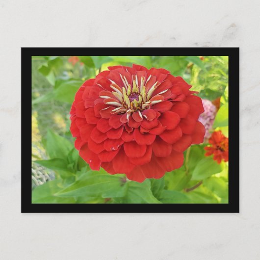 Roter Zinnia Postkarte (Vorderseite)